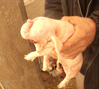 牛生麒麟猪生象 吉林一小猪&ldquo;返祖&rdquo;如迷你象