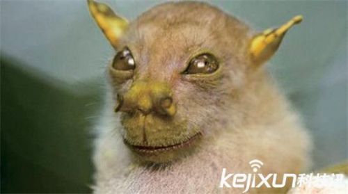 科学家公布年度入选自然新物种 尤达蝙蝠酷似外星人