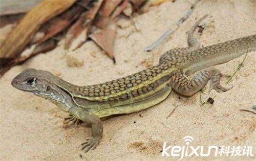 科学家公布年度入选自然新物种 尤达蝙蝠酷似外星人