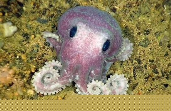 科学家公布年度入选自然新物种 尤达蝙蝠酷似外星人