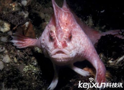 科学家公布年度入选自然新物种 尤达蝙蝠酷似外星人