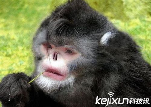 科学家公布年度入选自然新物种 尤达蝙蝠酷似外星人