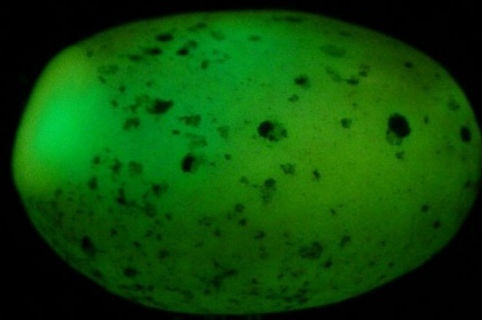 罕见陨石钻石夜明珠陨落地球 专家估价2500万美金(4)_驱动中国