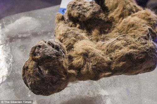 科学家试图用克隆技术复活洞狮:距今12000年
