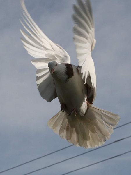 制作动感街舞比赛宣传海报图片的PS教程