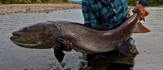 探秘之旅:新疆喀纳斯水怪究竟是何物