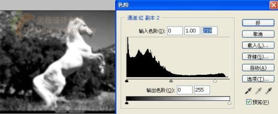 滤镜制作前蹄跃起的金色俊马