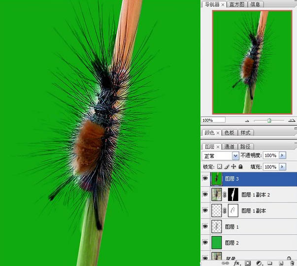 用PS抽出滤镜对毛毛虫图片抠图换背景