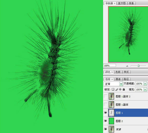 用PS抽出滤镜对毛毛虫图片抠图换背景
