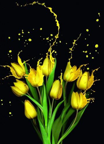 PS合成花液喷溅的郁金香花朵图片