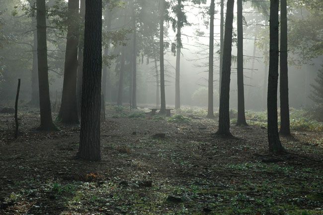 合成恐怖奇幻森林场景照片的PS教程