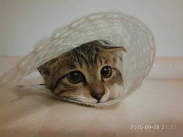 说明: C:\Users\huozhenyan\Desktop\萌宠机密优秀作品\bigbad.jpg