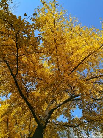说明: C:\Users\liyuanzhi\Desktop\624614e1jw1f9xnq4aa5nj22ao328kjq.jpg