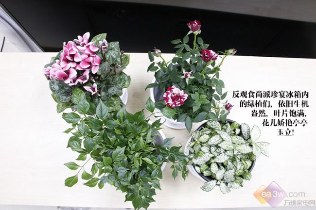 绿植在冰箱内外生存7天，差距居然这么大…… 