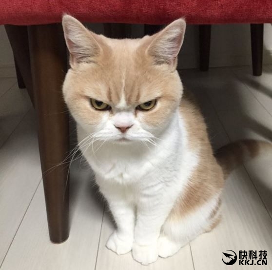 Windows 10突曝诡异Bug:系统彻底被废!