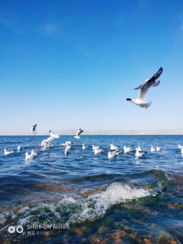 蓝S6、魅蓝Note6上手对比，看完决定过年买哪款