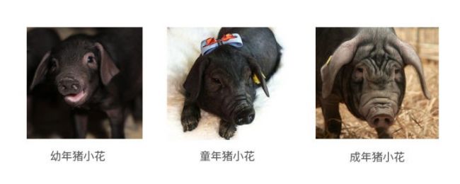 “兽工智能”之“猪脸识别???.jpg