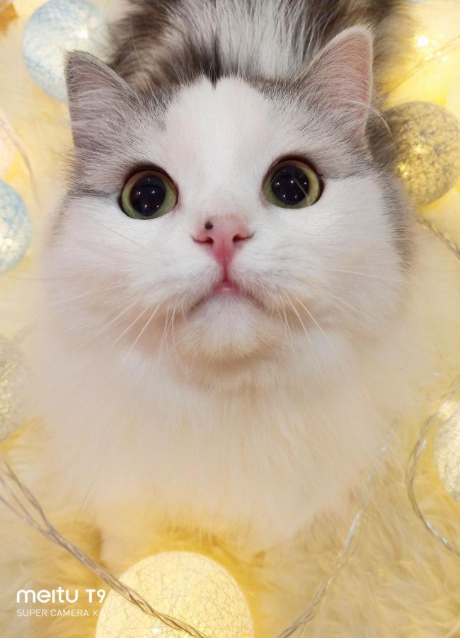 美图T9 拍猫实测：你的猫猫和网红萌宠可能只差一台美图手机