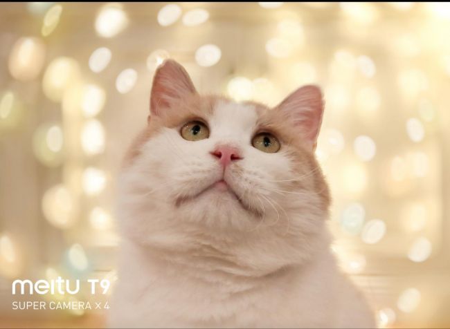 美图T9 拍猫实测：你的猫猫和网红萌宠可能只差一台美图手机