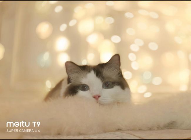 美图T9 拍猫实测：你的猫猫和网红萌宠可能只差一台美图手机