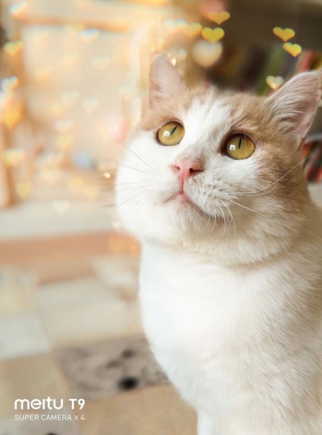 美图T9 拍猫实测：你的猫猫和网红萌宠可能只差一台美图手机