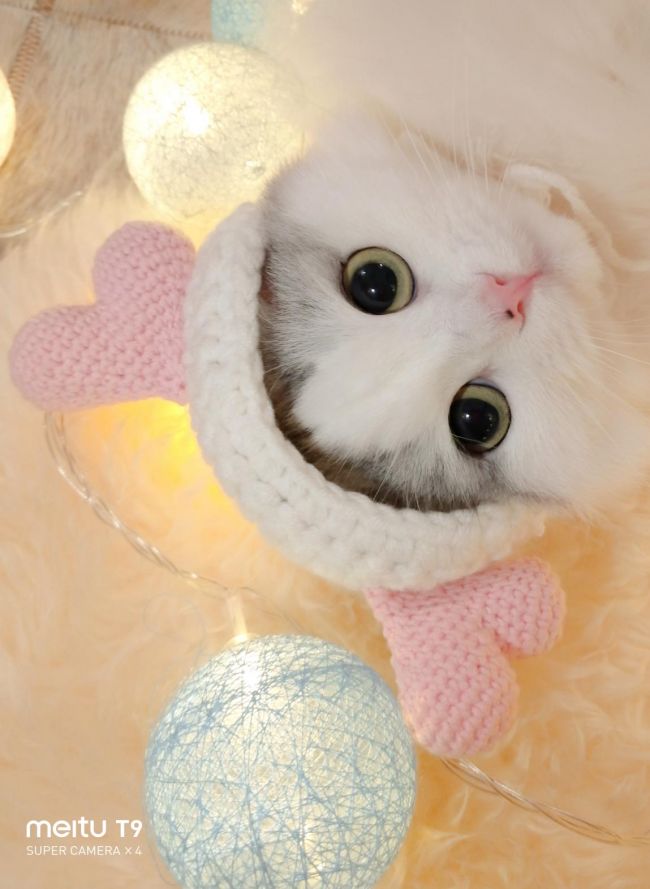 美图T9 拍猫实测：你的猫猫和网红萌宠可能只差一台美图手机