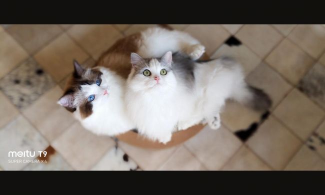 美图T9 拍猫实测：你的猫猫和网红萌宠可能只差一台美图手机