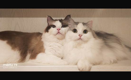 美图T9 拍猫实测：你的猫猫和网红萌宠可能只差一台美图手机