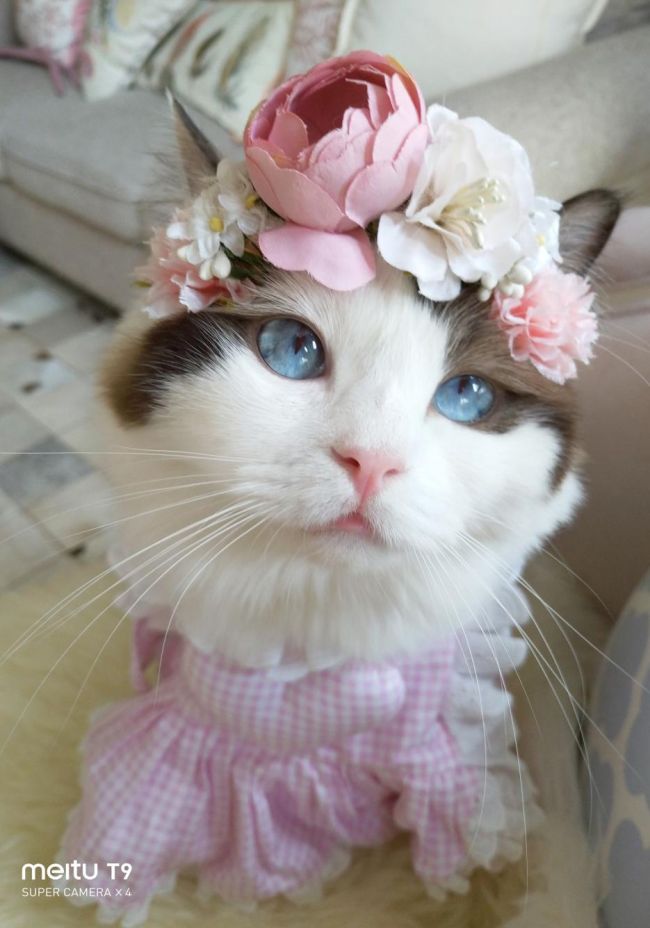 美图T9 拍猫实测：你的猫猫和网红萌宠可能只差一台美图手机