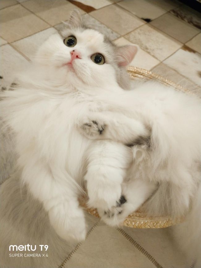 美图T9 拍猫实测：你的猫猫和网红萌宠可能只差一台美图手机