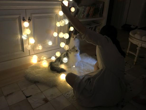 美图T9 拍猫实测：你的猫猫和网红萌宠可能只差一台美图手机