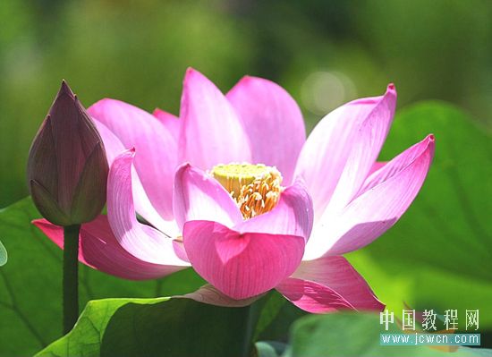 Photoshop合成教程:创意设计打造梦幻精灵艺术效果