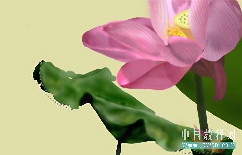 Photoshop鼠绘教程:绘制亭亭玉立的荷花_www.knowsky.com
