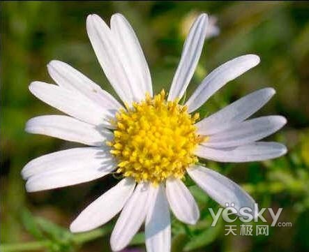 PS绝技:扩大/拉伸图片同时减小失真
