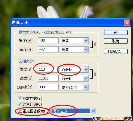 菊花