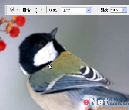 Photoshop制作小鸟趣味动画教程