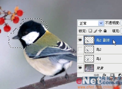 Photoshop制作小鸟趣味动画教程