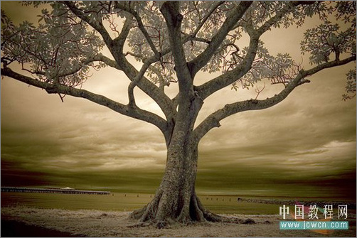 Photoshop调色:树木照片的冷暖色调