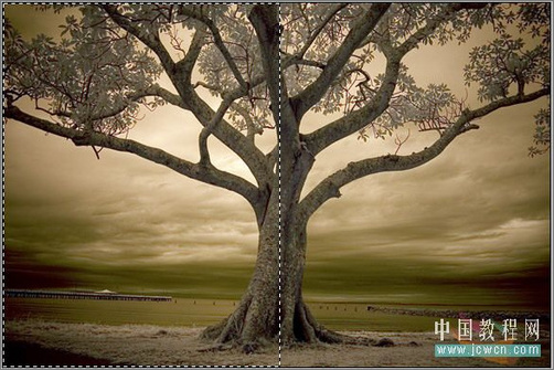 Photoshop调色:树木照片的冷暖色调