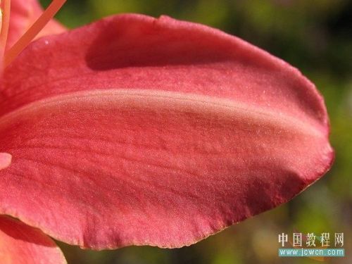 Photoshop给娇艳的花瓣增加透明露珠