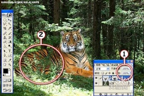 Photoshop合成教程:回归森林的老虎