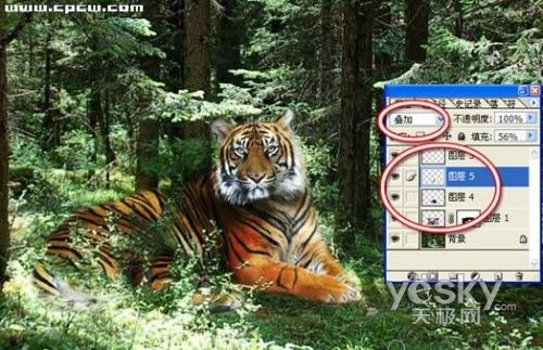 Photoshop合成教程：回归森林的老虎