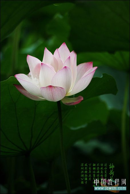 Photoshop教程:打造一朵金色莲花