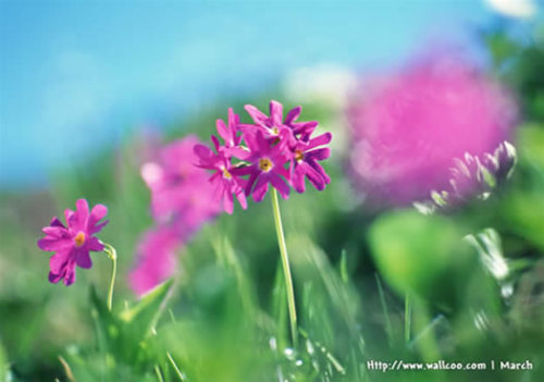 Photoshop特效_水彩效果的花卉图片3