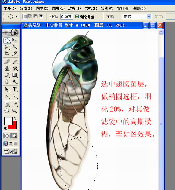 Photoshop绘制一只真实的蝉