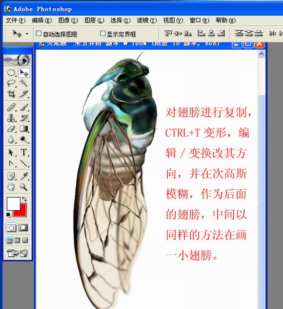 Photoshop绘制一只真实的蝉