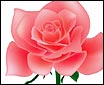 Illustrator渐变网格工具绘玫瑰花(图一)