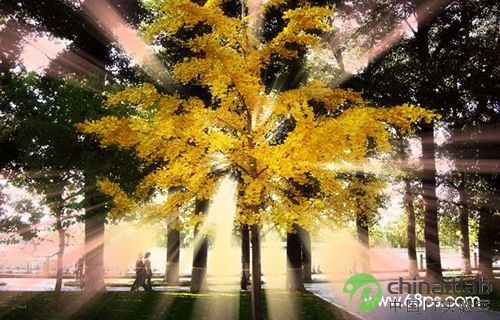 Photoshop模拟阳光穿透树