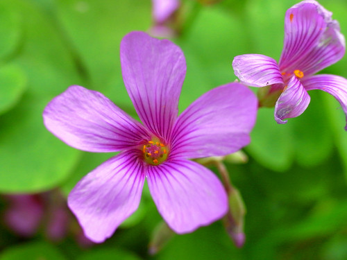 单反备用机 理光超广角GX200实拍样片赏 