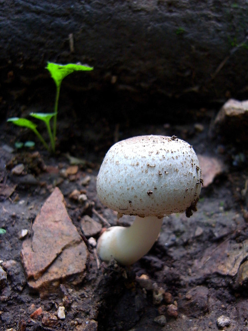 单反备用机 理光超广角GX200实拍样片赏 